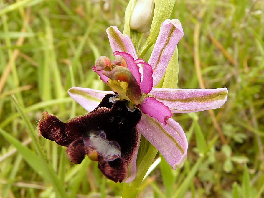 Lusus di Ophrys bertolonii